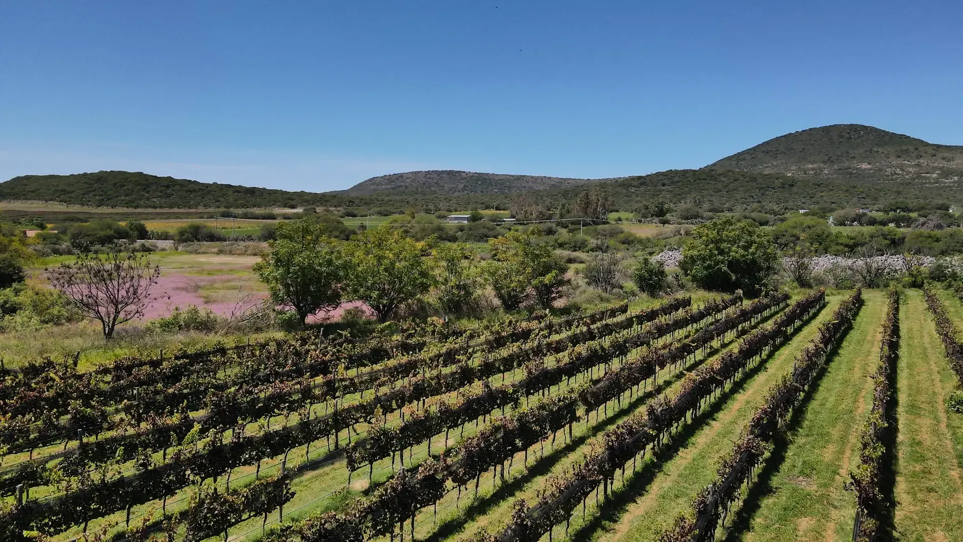 Casa_de_Quino_Queretaro_Colonial_Retreat_Luxury_Boutique_Hotel_Mexico_Wine_Route_What_To_See.webp